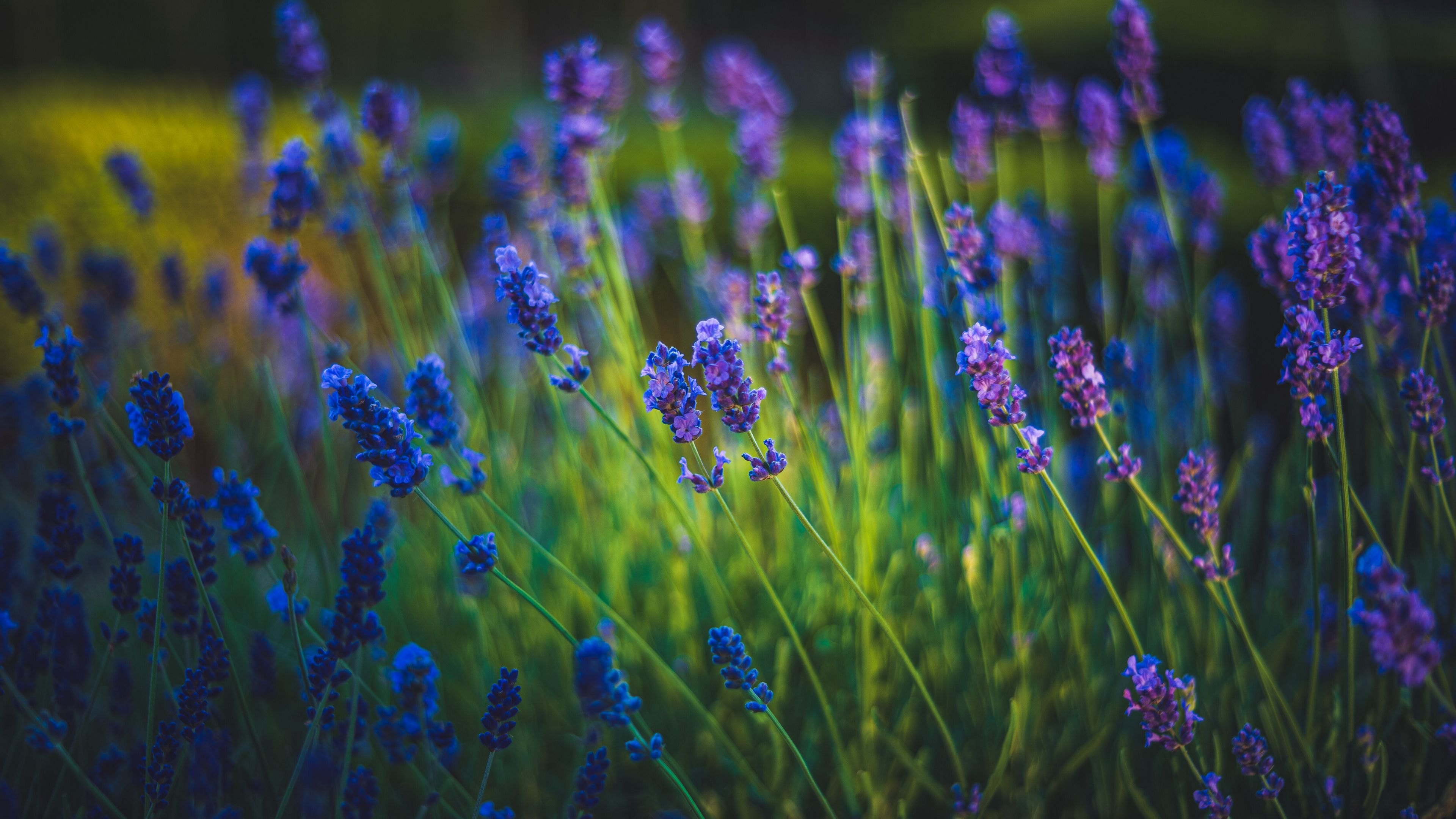 Download Wallpaper 3840x2160 Lavender Flowers Bloom Spring Grass 4k