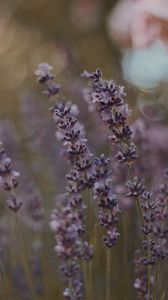 Preview wallpaper lavender, flowers, bloom, plant