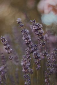 Preview wallpaper lavender, flowers, bloom, plant