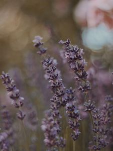 Preview wallpaper lavender, flowers, bloom, plant