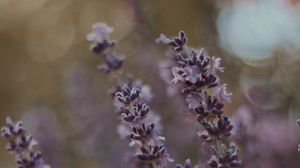 Preview wallpaper lavender, flowers, bloom, plant