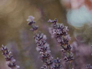 Preview wallpaper lavender, flowers, bloom, plant