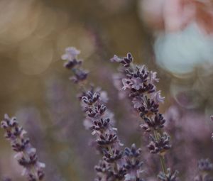 Preview wallpaper lavender, flowers, bloom, plant