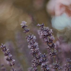 Preview wallpaper lavender, flowers, bloom, plant