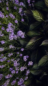 Preview wallpaper lavender, flowers, bloom, leaves