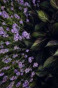 Preview wallpaper lavender, flowers, bloom, leaves