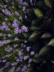 Preview wallpaper lavender, flowers, bloom, leaves