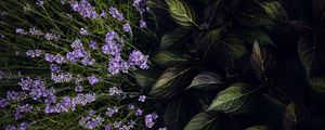 Preview wallpaper lavender, flowers, bloom, leaves