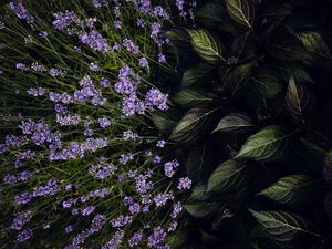 Preview wallpaper lavender, flowers, bloom, leaves