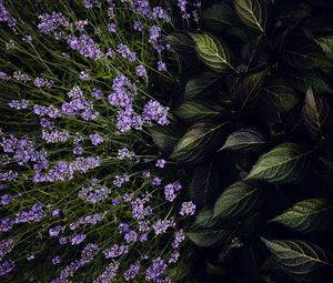 Preview wallpaper lavender, flowers, bloom, leaves