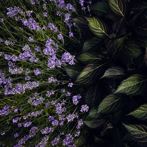 Preview wallpaper lavender, flowers, bloom, leaves