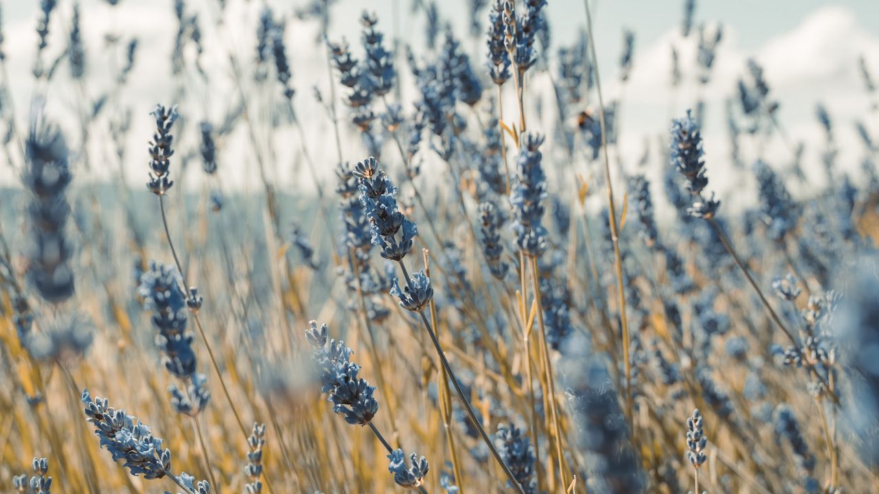 Wallpaper lavender, flowers, blue, field