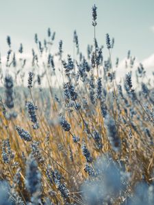 Preview wallpaper lavender, flowers, blue, field