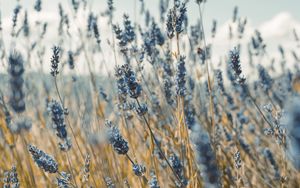Preview wallpaper lavender, flowers, blue, field