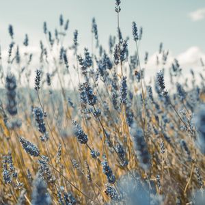 Preview wallpaper lavender, flowers, blue, field