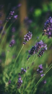 Preview wallpaper lavender, flowers, blur