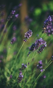 Preview wallpaper lavender, flowers, blur