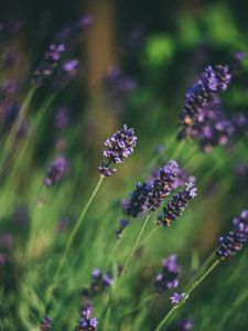 Preview wallpaper lavender, flowers, blur