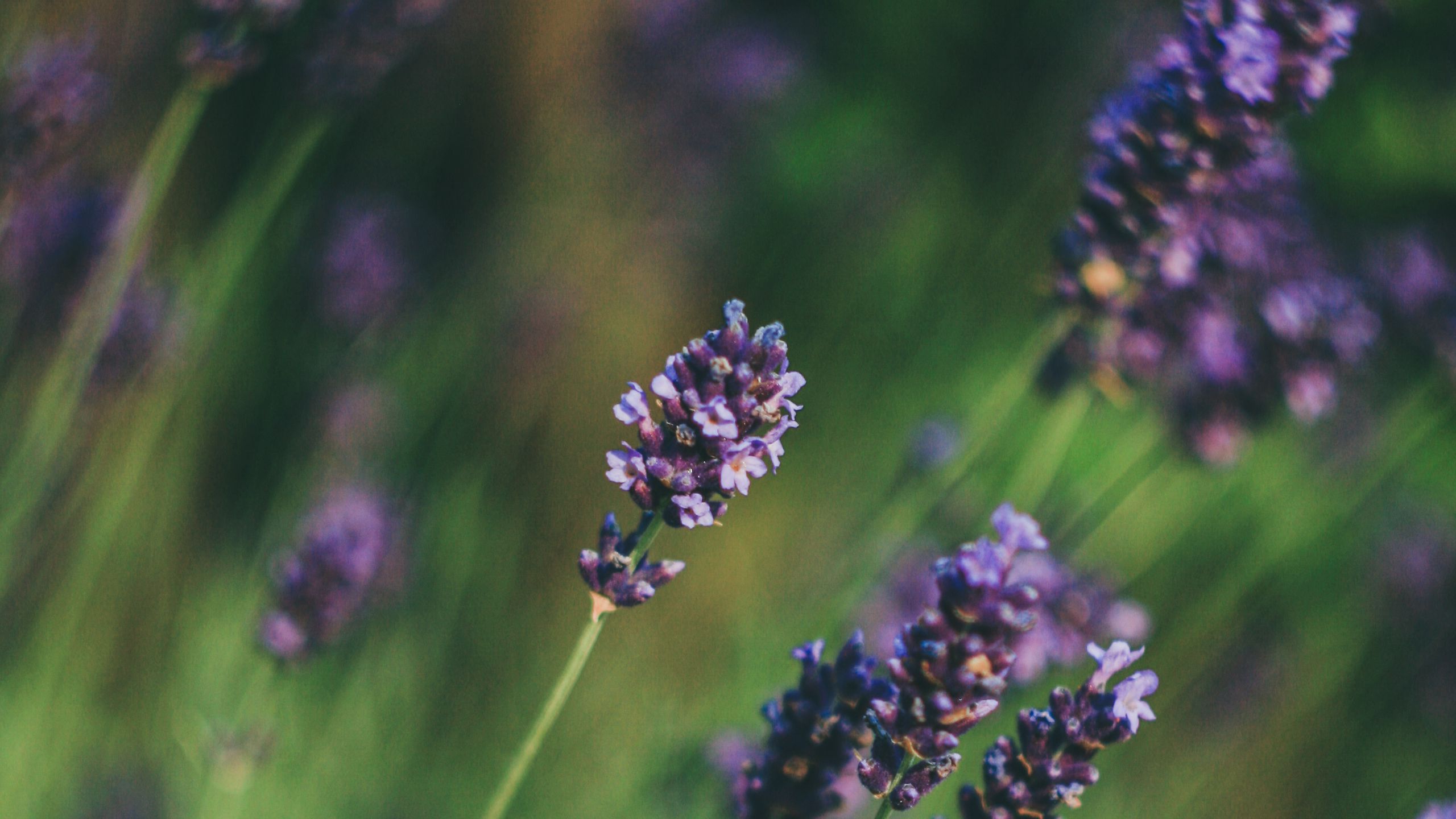 Download wallpaper 2560x1440 lavender, flowers, blur widescreen 16:9 hd