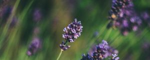 Preview wallpaper lavender, flowers, blur