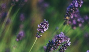 Preview wallpaper lavender, flowers, blur