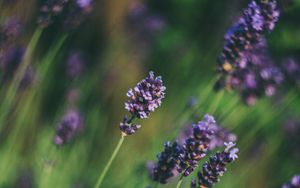 Preview wallpaper lavender, flowers, blur