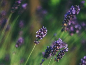 Preview wallpaper lavender, flowers, blur