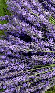 Preview wallpaper lavender, flowers, bouquets, greens, close-up