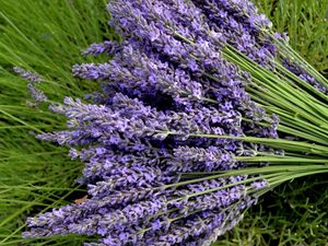 Preview wallpaper lavender, flowers, bouquets, greens, close-up