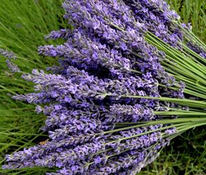 Preview wallpaper lavender, flowers, bouquets, greens, close-up