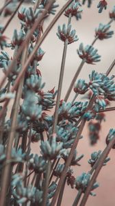 Preview wallpaper lavender, flowers, branches, blur