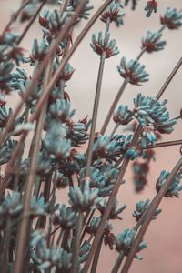 Preview wallpaper lavender, flowers, branches, blur