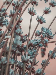 Preview wallpaper lavender, flowers, branches, blur