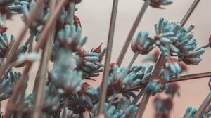 Preview wallpaper lavender, flowers, branches, blur