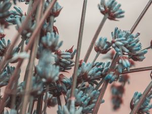 Preview wallpaper lavender, flowers, branches, blur