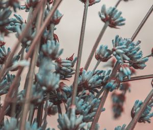 Preview wallpaper lavender, flowers, branches, blur