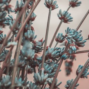 Preview wallpaper lavender, flowers, branches, blur