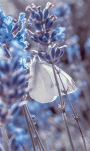 Preview wallpaper lavender, flowers, butterfly, macro, closeup