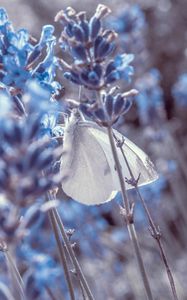 Preview wallpaper lavender, flowers, butterfly, macro, closeup