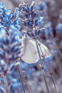 Preview wallpaper lavender, flowers, butterfly, macro, closeup