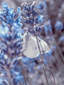 Preview wallpaper lavender, flowers, butterfly, macro, closeup