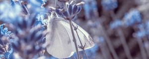 Preview wallpaper lavender, flowers, butterfly, macro, closeup