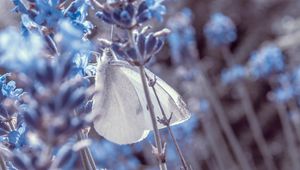 Preview wallpaper lavender, flowers, butterfly, macro, closeup