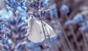 Preview wallpaper lavender, flowers, butterfly, macro, closeup
