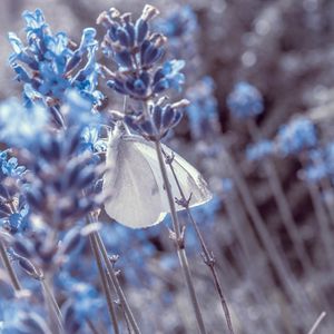 Preview wallpaper lavender, flowers, butterfly, macro, closeup