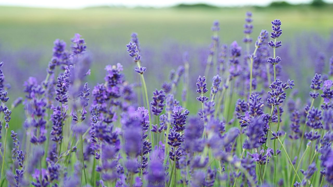 Wallpaper lavender, flowers, field, blurred