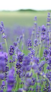 Preview wallpaper lavender, flowers, field, blurred
