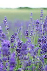 Preview wallpaper lavender, flowers, field, blurred