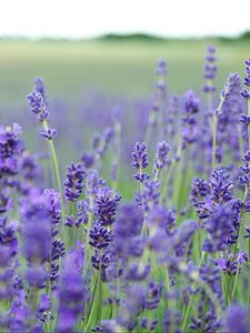 Preview wallpaper lavender, flowers, field, blurred