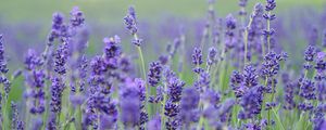 Preview wallpaper lavender, flowers, field, blurred